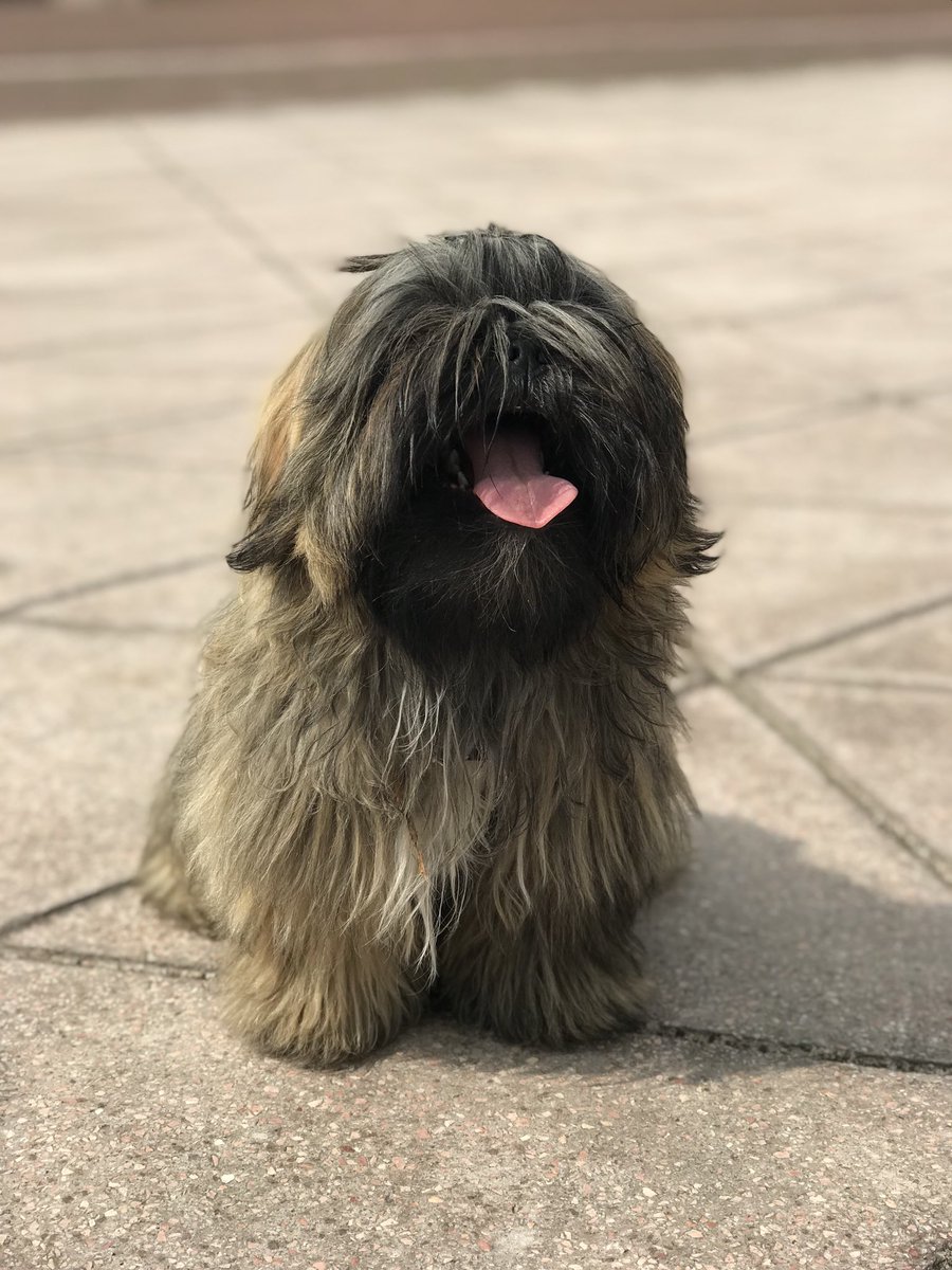 MickCintora's tweet photo. We met Bruno #shitzudogs #minichewbacca https://t.co/iGBamnbAjB
