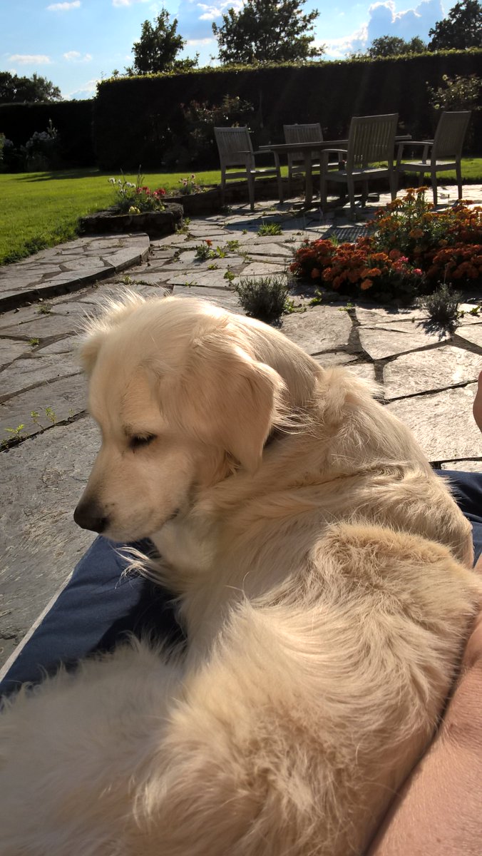 marianalesaux's tweet image. Please retweet #Cranleigh look out for Maddie, ran away after a deer to fields behind Amlets Lane