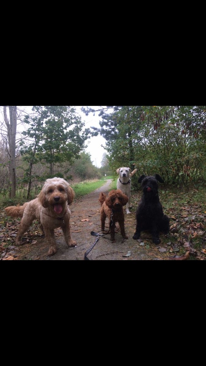 BarneyHCockapoo's tweet photo. Fun with my mates 🐶🐾💙 #dog #cockapoo #hevspetcare https://t.co/vOkpBJItk4