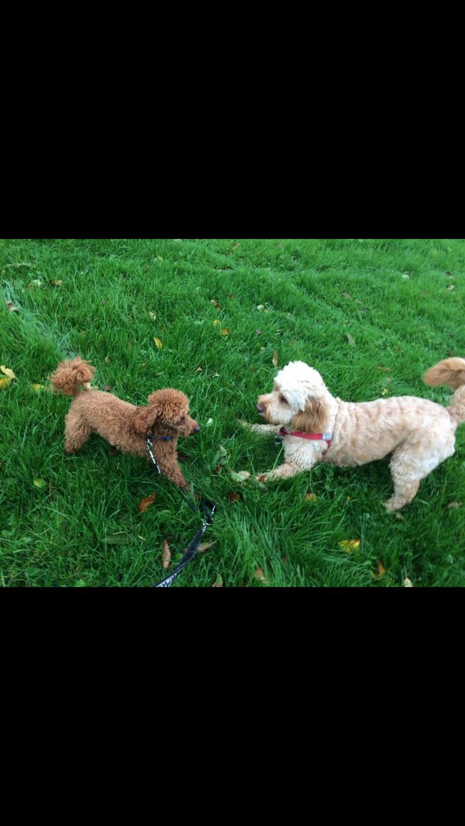 BarneyHCockapoo's tweet photo. Fun with my mates 🐶🐾💙 #dog #cockapoo #hevspetcare https://t.co/vOkpBJItk4