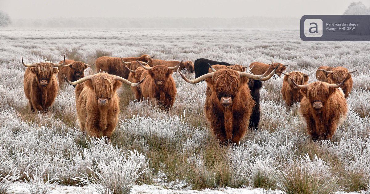 alamy's tweet photo. Beautiful #herd of red brown #ScottishHighlanders in a natural #winterlandscape.
https://t.co/E3yxw5l0Ev https://t.co/4TM0MEg52Z