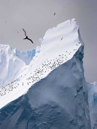 AntarcticaSouth's tweet photo. The air is of hopeful anticipation that East Antarctica’s waters will be protected at this year’s #CCAMLR meeting. https://t.co/qSEbhxMaPe https://t.co/hD7HMWUHEs