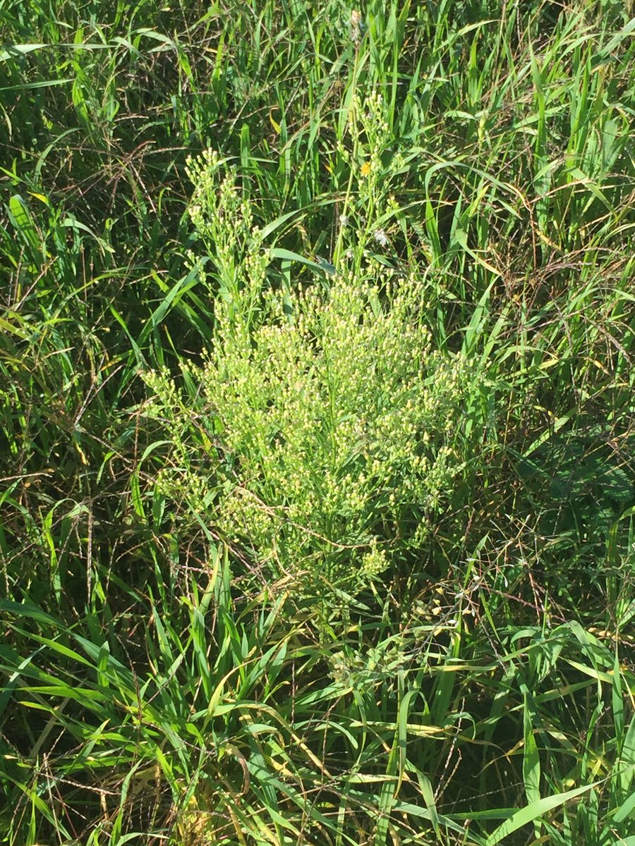 As you are spraying fall burndown treatment be on the look out for this-Canada Fleabane. #enemynumberone