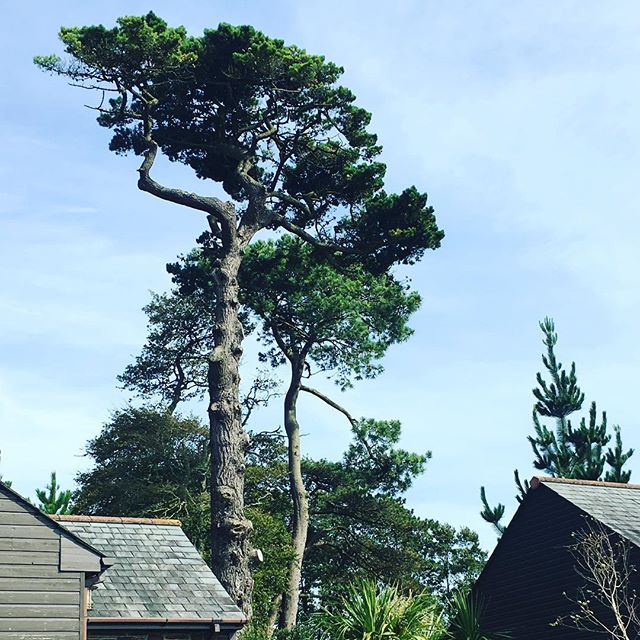trenythonmanor's tweet photo. #TBT Trenython Manor in September (Photo credit @glen.stanger) #clcworld https://t.co/foIrWWsyZq