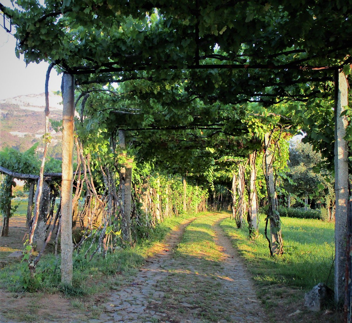 FedesMood's tweet photo. Storia 24
Verso Valença do Minho
#caminodesantiago #Portugal #theway #landscape #hiking #patway #nature #explore #adventure #pilgrimage https://t.co/XnDXCzF5nN