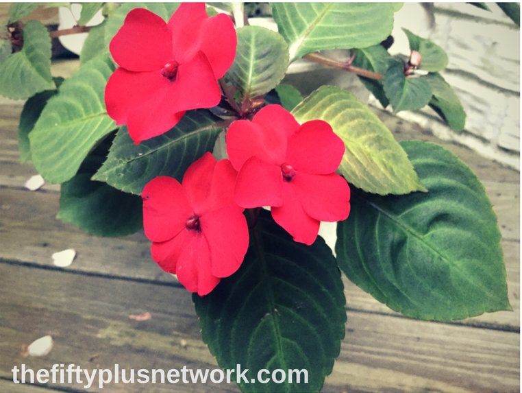 the50plusnetwrk's tweet photo. When you are finally able to enjoy your #home & #garden all day long ... https://t.co/kmi6d4CcO3 #ReutersRetire https://t.co/KHhXTMEZIP
