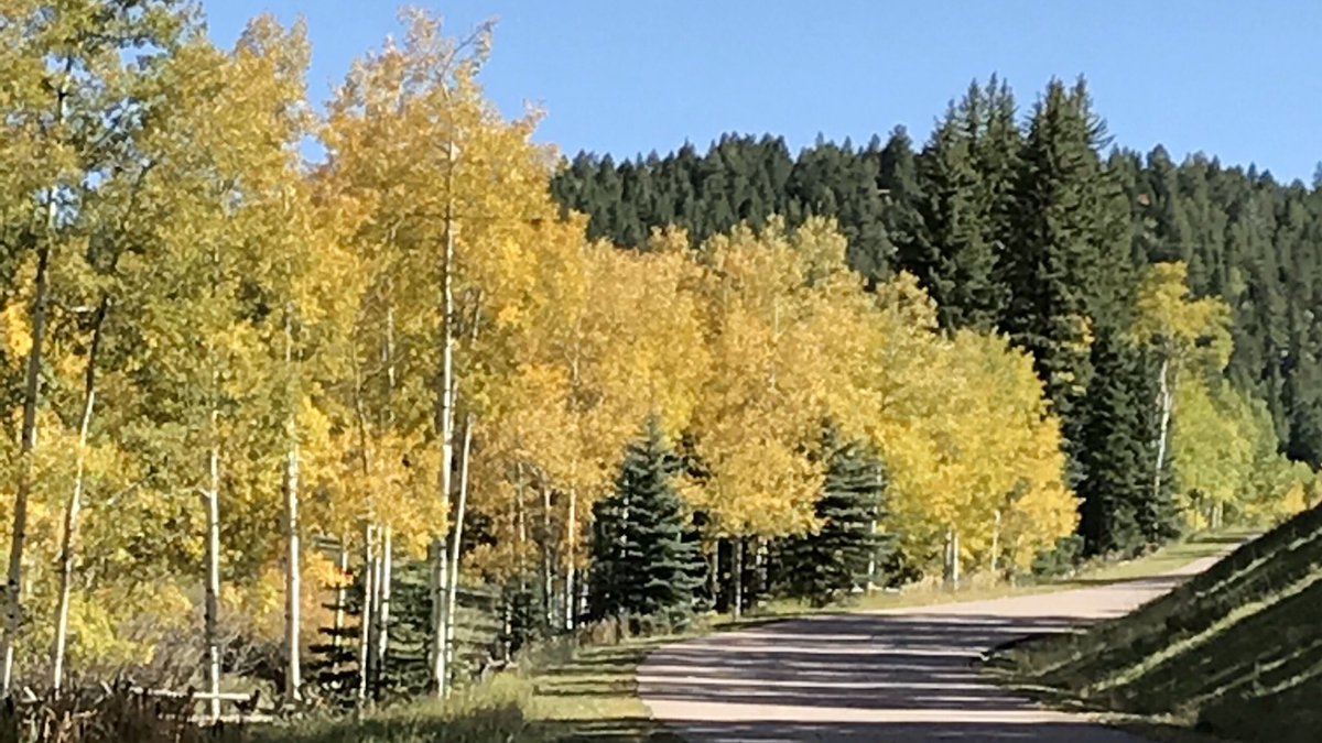 Wild Acoustic tweet media