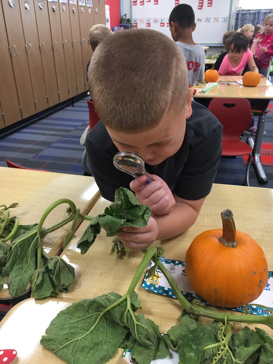 mrscogerk's tweet photo. Exploring pumpkins and pumpkin plants today!  Making observations is always more fun with magnifying glasses! @K_2eagles https://t.co/mMw3kKK8pG