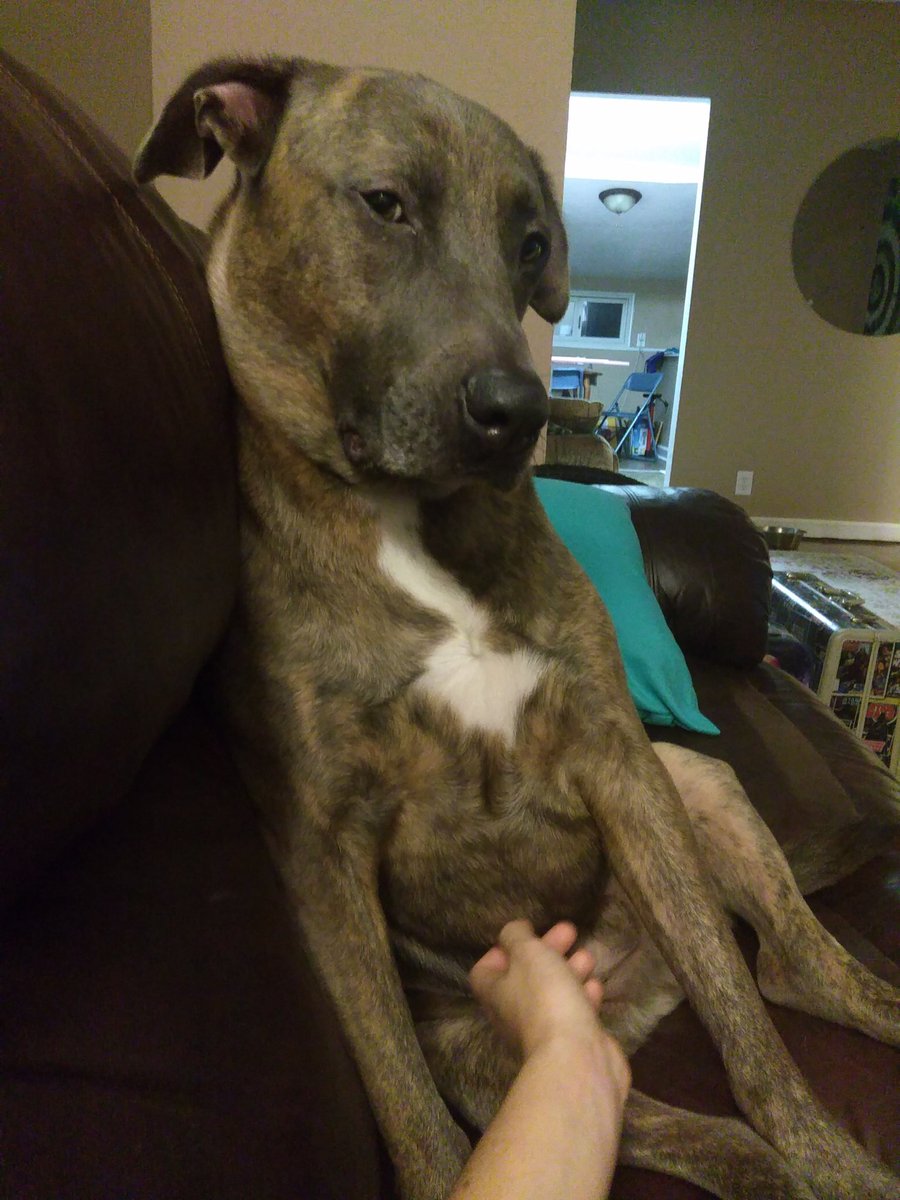 Kgroovyb24's tweet photo. @ZachAshcraft This is Bolin!! He's a giant baby 😁😁 https://t.co/yMW4HUAzMn