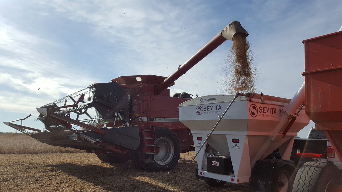 EmFromtheField's tweet photo. Harvesting @Sevita_PROSeeds plots today! @johan_philippe @corsarefarm #profitableyields #soybeans #ontag #harvest17 #livingthedream https://t.co/tPttWJJn0V