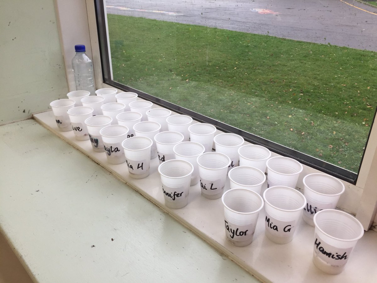 MrsSwanBX's tweet photo. We were super excited to plant our cress seeds today 🌱 #partsofplants https://t.co/nJ1T0RktXJ