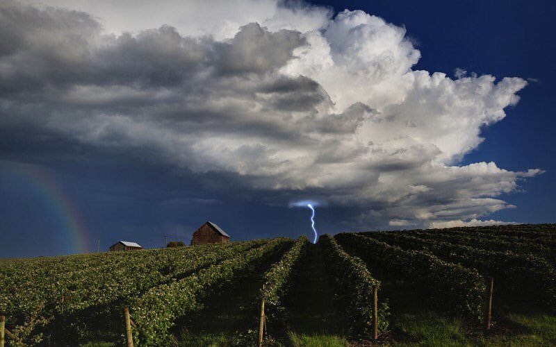 CampoClima's tweet photo. ¿Cómo influye la lluvia en el #viñedo?. https://t.co/n2FyzfSm4N vía @CATADELVINOcom https://t.co/KxzIDFAEKU