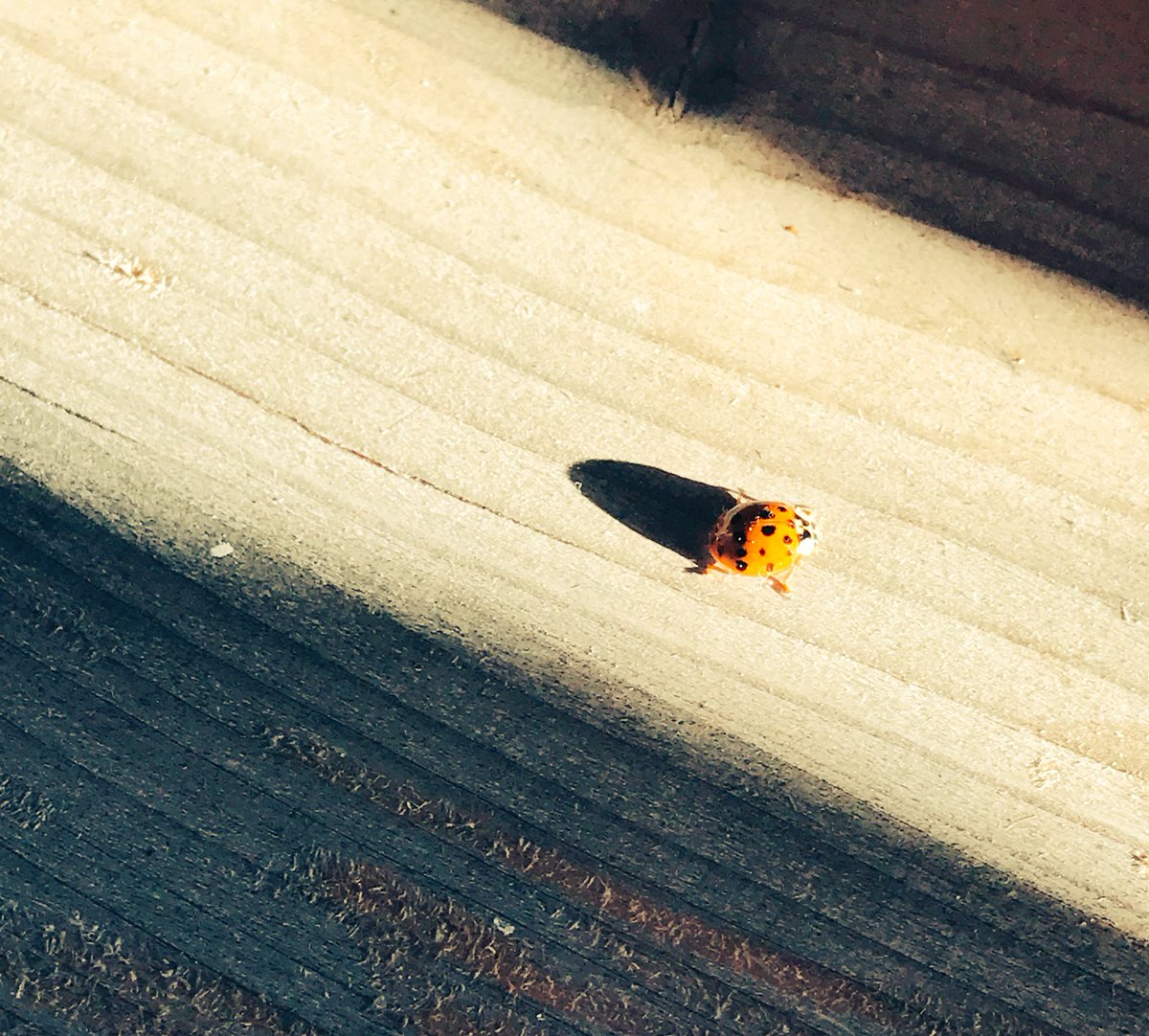 CorinnaLuethi's tweet photo. Da hämmer doch en süesse Bsuecher uf eusem Balkon entdeckt. Hoffemer de chlini Kerl het eus chli Glück da gla 🍀🐞#SCAP2 #oberhünigenfirst #Fusionstag2 #Leitbild #auswertungfolgt https://t.co/uSD5tp7GGs