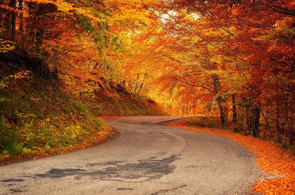 VladimerAntonov's tweet photo. Magical Autumn https://t.co/BwFqcFITZf