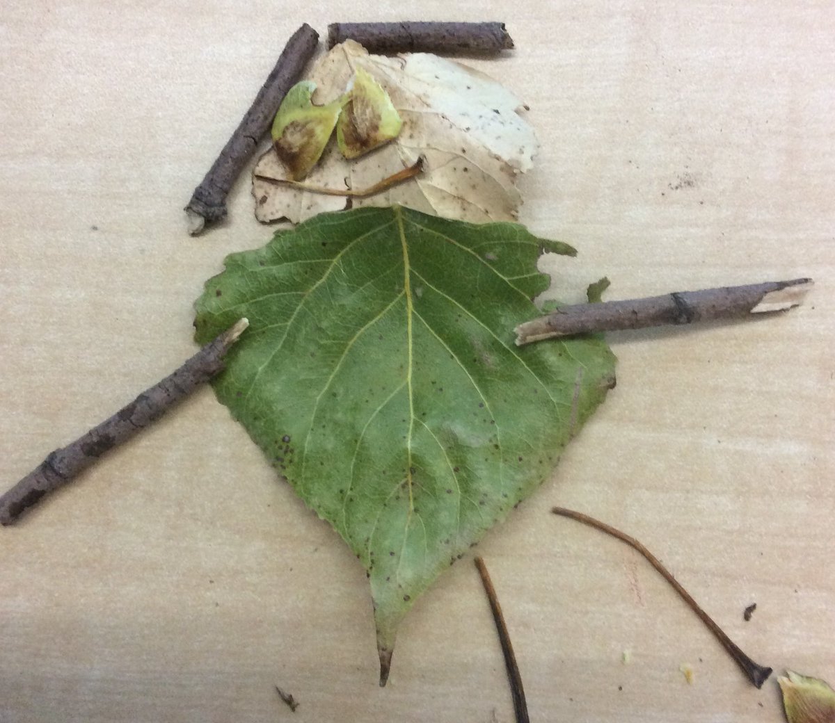 3wlittlefalls's tweet photo. Inspired by art &amp; a great read aloud has sparked some great writing in 3W! #leafcreations #storydevelopment https://t.co/3hzzKuLFc9