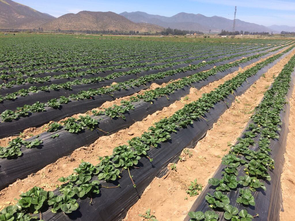 InveranCorp's tweet photo. 50 dias y ya con crecimiento de frutillas🍓gracias a #bioprotec #biotech https://t.co/IuyElo5ElL