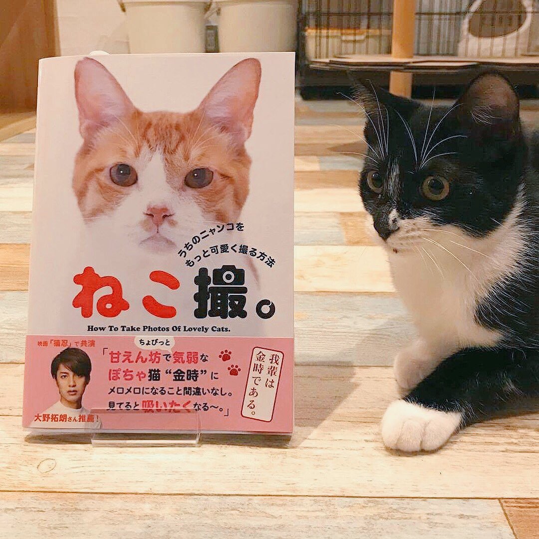 O Xrhsths Cat S Inn Tokyo Sto Twitter 猫スタッフたちが総出でモデル猫を務めた ねこ撮 がリリースされました ページを繰ると まるでキャッツイン東京の写真集のよう Fwf 卒業したマイク チョビ子 ミニーの姿も これはもう 一家に一冊必要ですね キャッツ O Xrhsths Cat S Inn Tokyo Sto Twitter 猫スタッフたちが総出でモデル猫を務めた ねこ撮 がリリースされました ページを繰ると まるでキャッツイン東京の写真集のよう Fwf 卒業したマイク チョビ子 ミニーの姿も これはもう 一家に一冊必要ですね キャッツ
