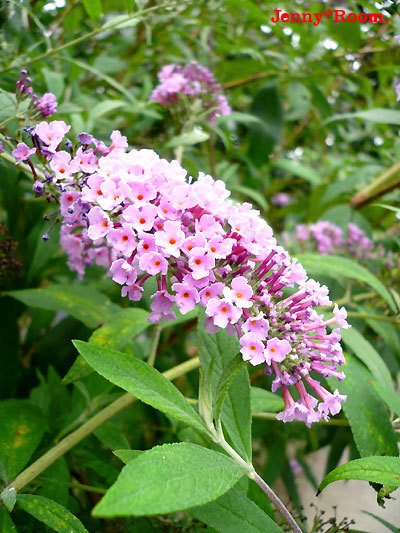 ジェニー Flowers T Co Qzw1p3ypsc 10月日の 誕生花 は ブッドレア 花言葉 は 恋の予感 魅力 親しみのある関係 バタフライブッシュ 房藤空木 フサフジウツギ T Co Labtuvbi58 Twitter ジェニー Flowers T Co Qzw1p3ypsc 10月日の 誕生花 は ブッドレア 花言葉 は 恋の予感 魅力 親しみのある関係 バタフライブッシュ 房藤空木 フサフジウツギ T Co Labtuvbi58 Twitter