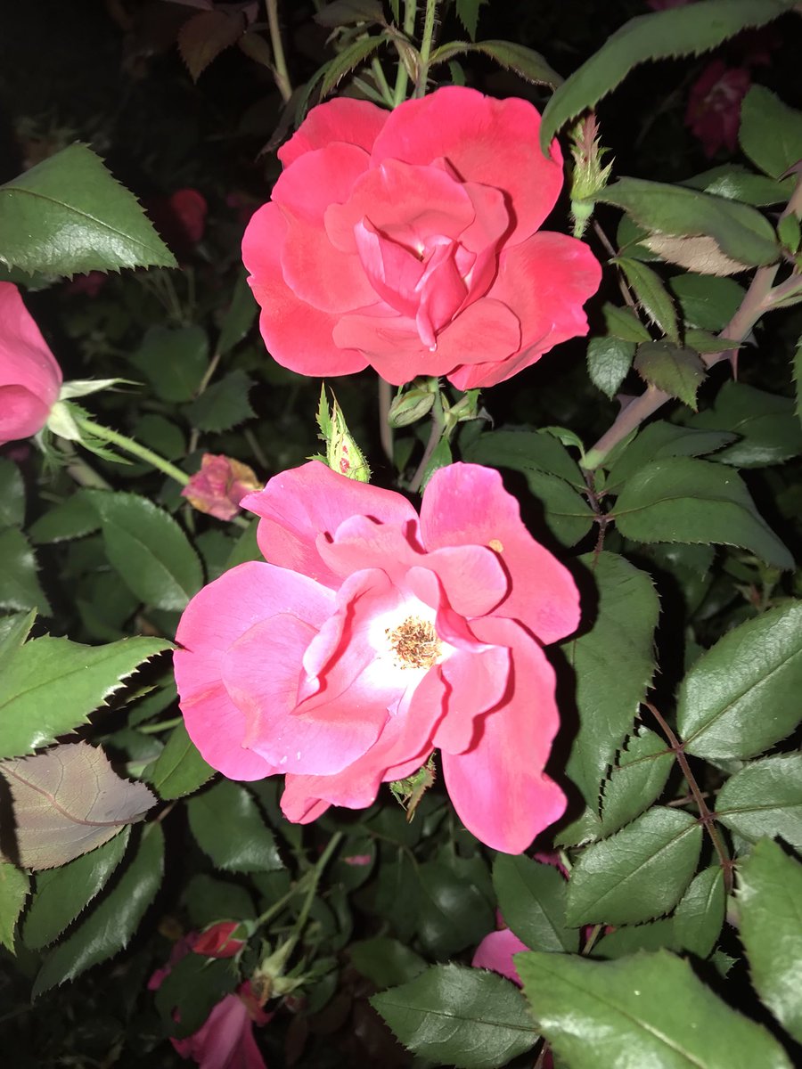 lfoster75's tweet photo. What beautiful fall and can you believe these knock out roses are still blooming https://t.co/Y6CBTD96fX