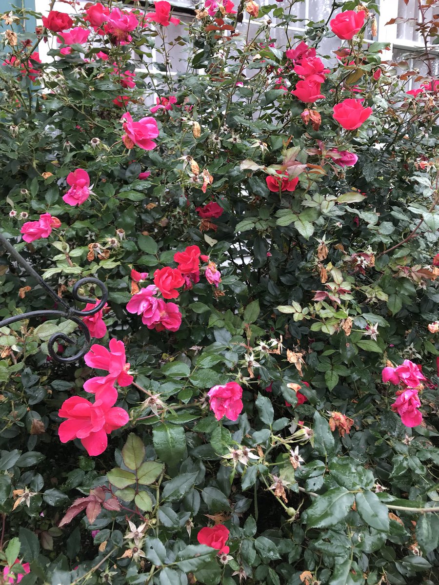 lfoster75's tweet photo. What beautiful fall and can you believe these knock out roses are still blooming https://t.co/Y6CBTD96fX