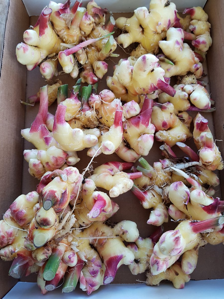lakelandmeats's tweet photo. Look at the lovely, ever so fresh, local organic ginger that just arrived! It smells heavenly! https://t.co/WS0J7MP5tl