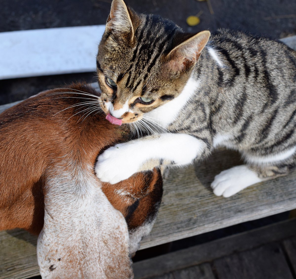 MrMarkIngham's tweet photo. Barnyard friendship. Echo the cat, Cadbury the goat. https://t.co/jj3U09kvUE