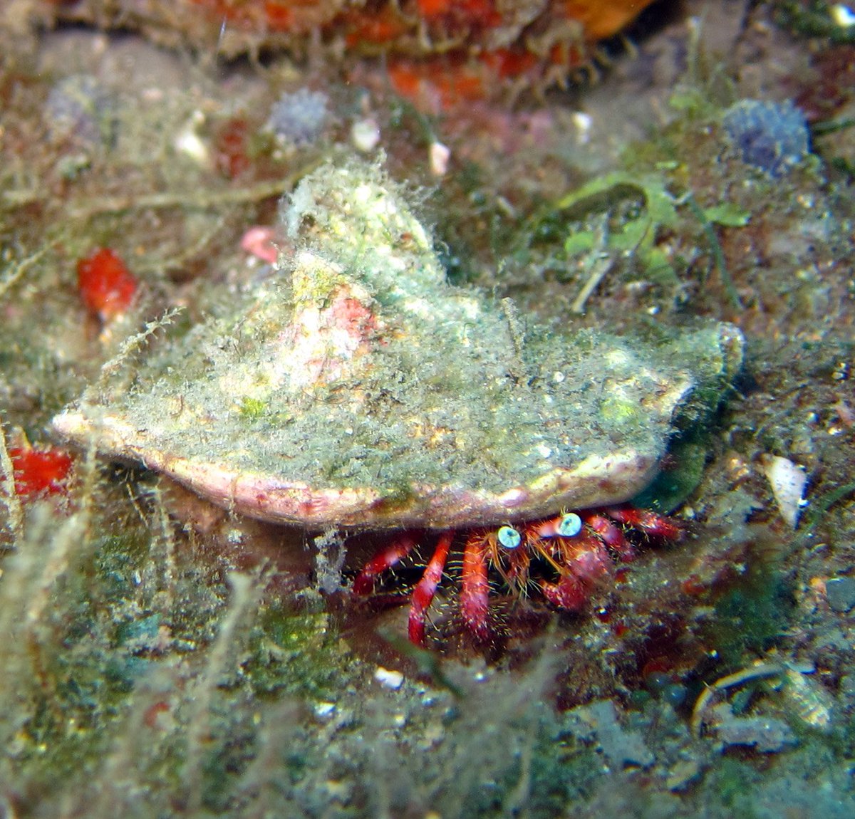 FGBNMS's tweet photo. #Hermit crabs use snail shells as mobile homes. Beware! The next empty shell you see may actually have a new owner. #10legs #decapod https://t.co/IyHK7plMJN