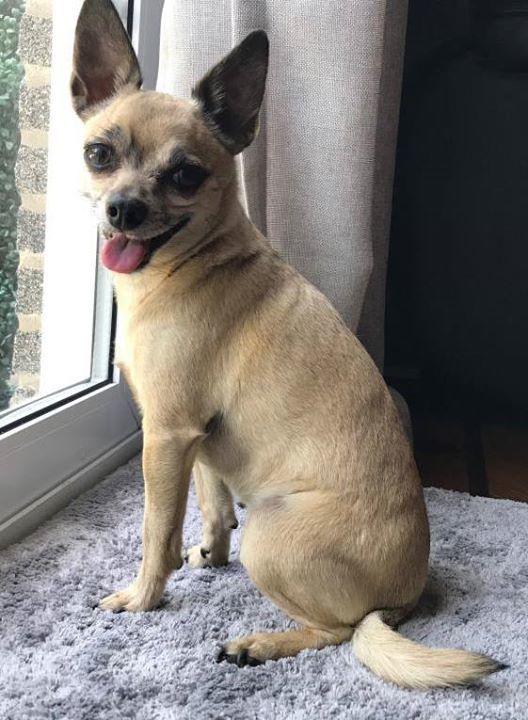 Lost Dogs Illinois On Twitter Lost Niles Il W Golf Rd Sofy