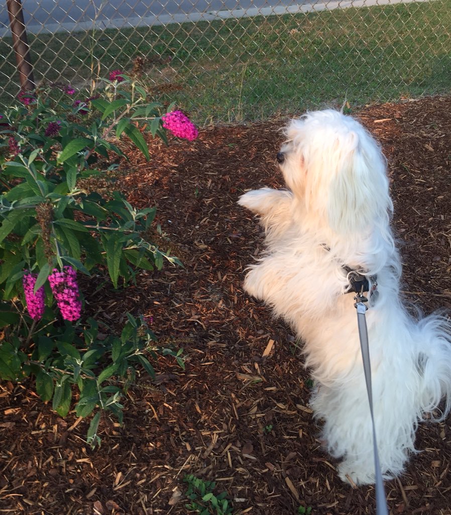BurlingtonGolf's tweet photo. @KaseyKauff @DogsOfTurf @BluegrassGCM WOW what a beauty! This is my girl. In addition to being her Assistant, I have a desk job of turf. #DixieRules #WinDixie #Coco https://t.co/TWzQRt71PB