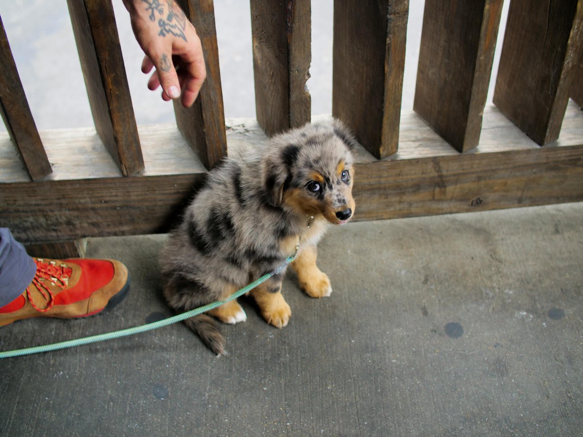 YL_Ninja's tweet photo. I met this local wet-nosed pup at the bar, his name is Smudge https://t.co/jpRW7iSIQI