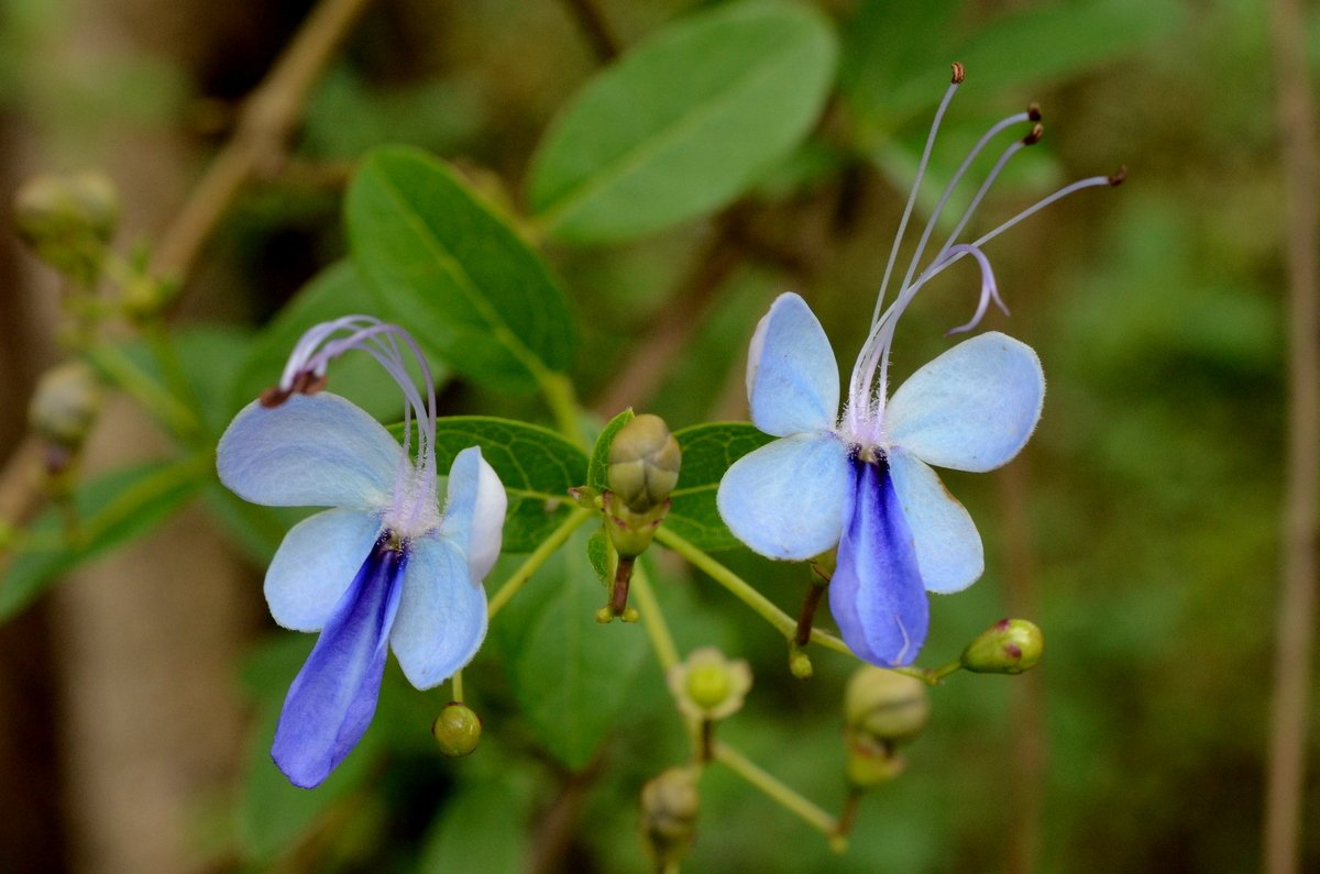 challenguate's tweet photo. @dale_dixon @RBGSydney @TexanInOz @LooniCat @HortErotica @IsabellaKoldras @Greggrow @gardenalot @SiemonJohn @EveLandeira Amazing and beautiful variety, Dale! Here's my contribution - the #blue butterfly bush, Rotheca myricoides (Lamiaceae). #blueflowers https://t.co/FmoApqqgkO