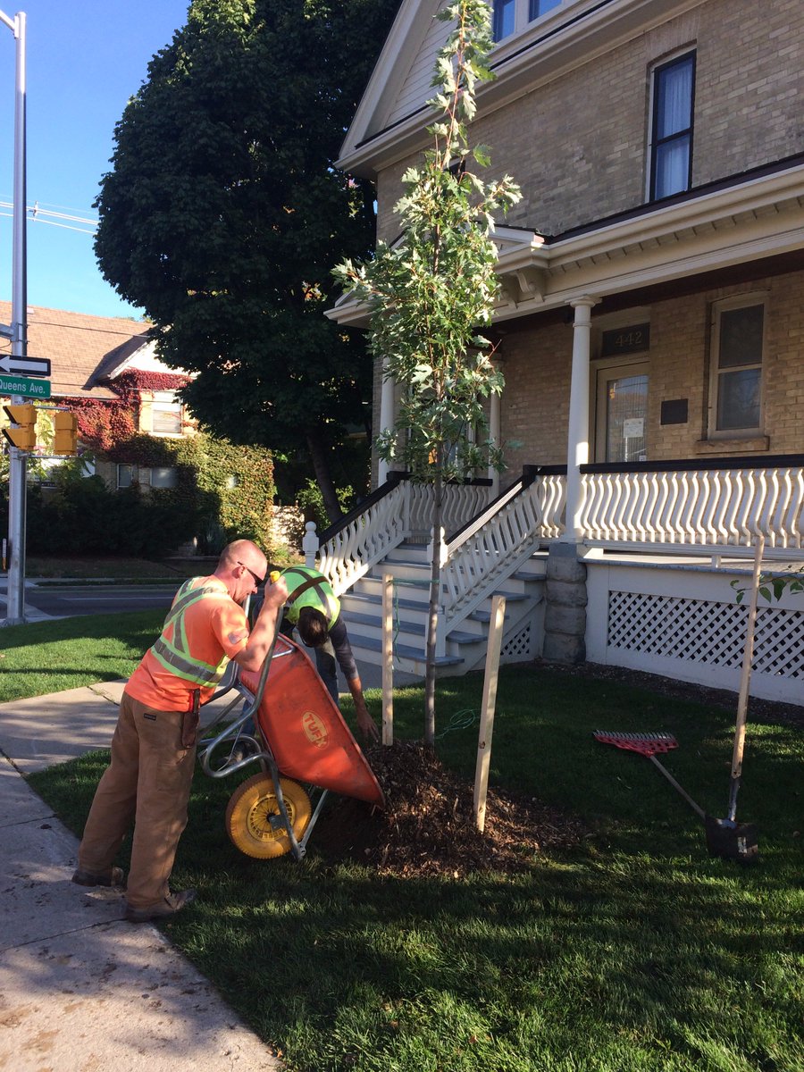BantingHouse's tweet photo. @dtdewar Your hard work on our Heritage Landscape Project has paid off! Check out the beautiful Silver Maple that was just planted! https://t.co/40kZcfvQ1O