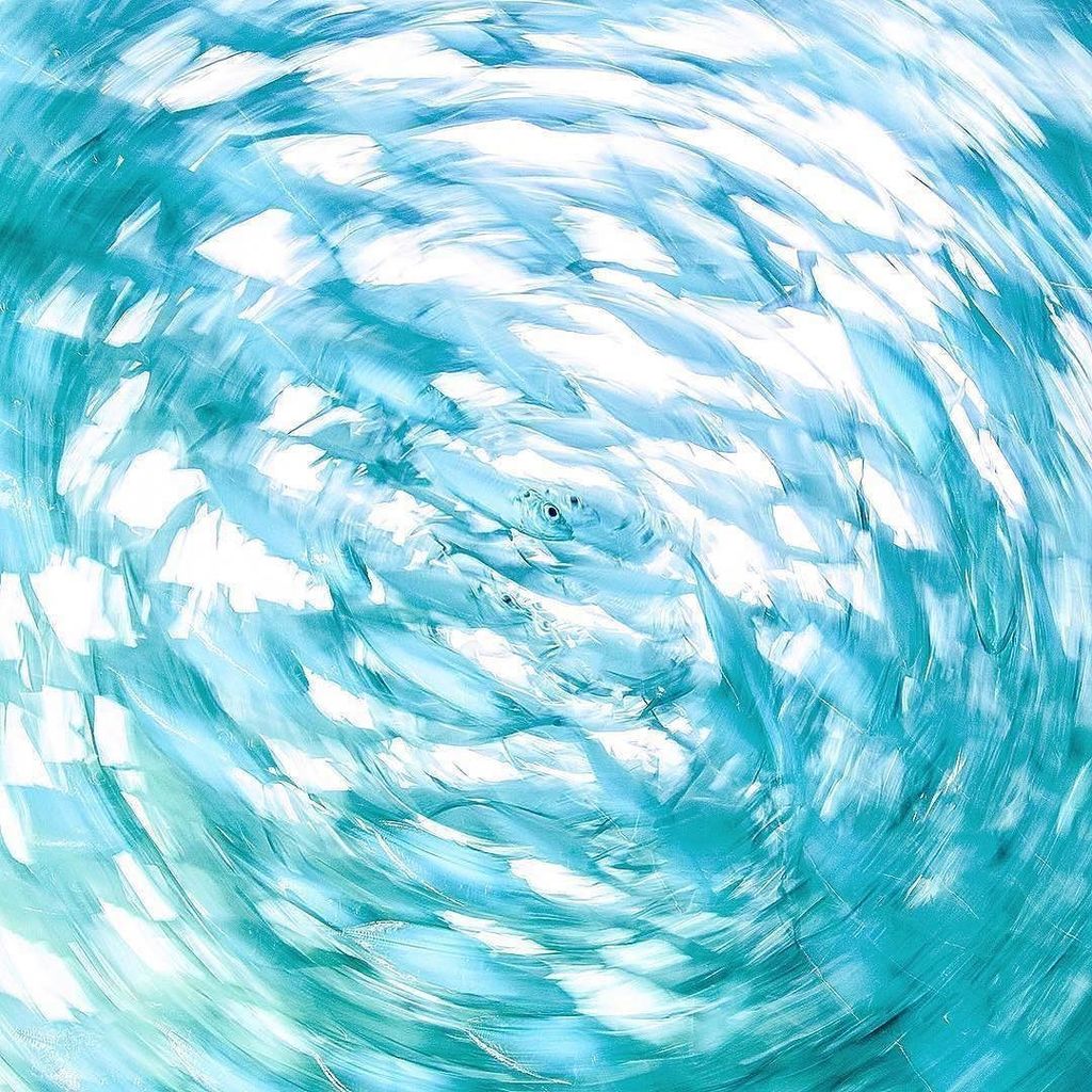OceanicGlobal's tweet photo. Swimming towards the weekend like ππ¨ π·: @chrisleidyphotography
FISH TWISTER
#SlowItDown
#UnderwaterAbstract https://t.co/0xwpHo9bZ5 https://t.co/sZAx1VNlS2