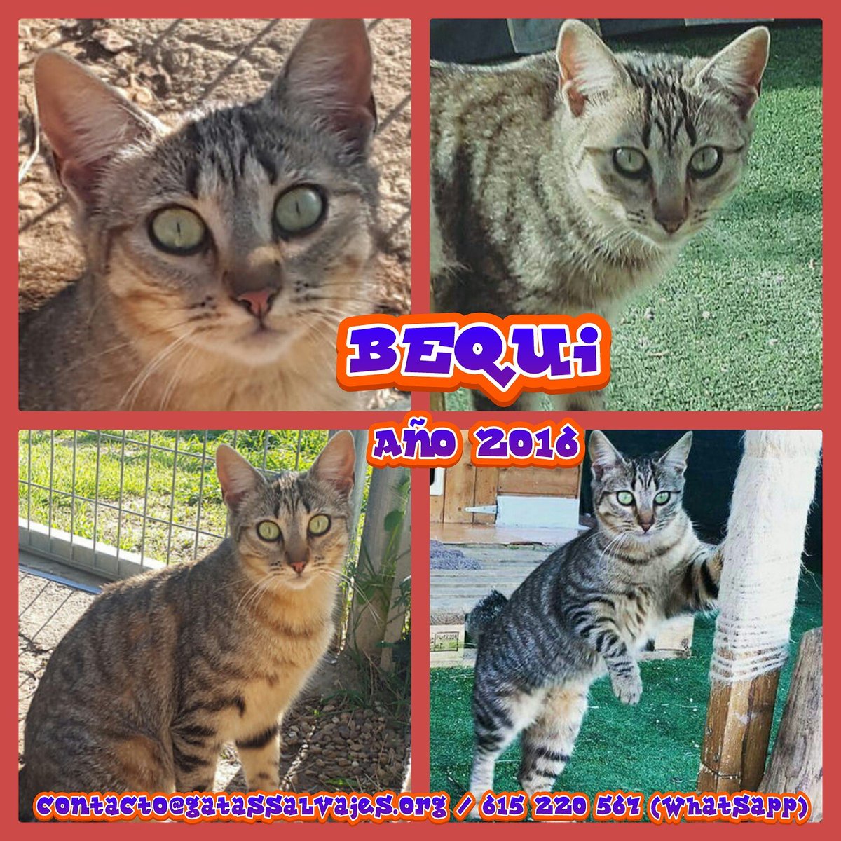 asgatassalvajes's tweet photo. Seguimos con la difusión de nuestros gatitos SANOS: Esta es #BEQUI #RetoGatasSalvajes😻 #AdoptaNoCompres https://t.co/fJFLtaHO3Y