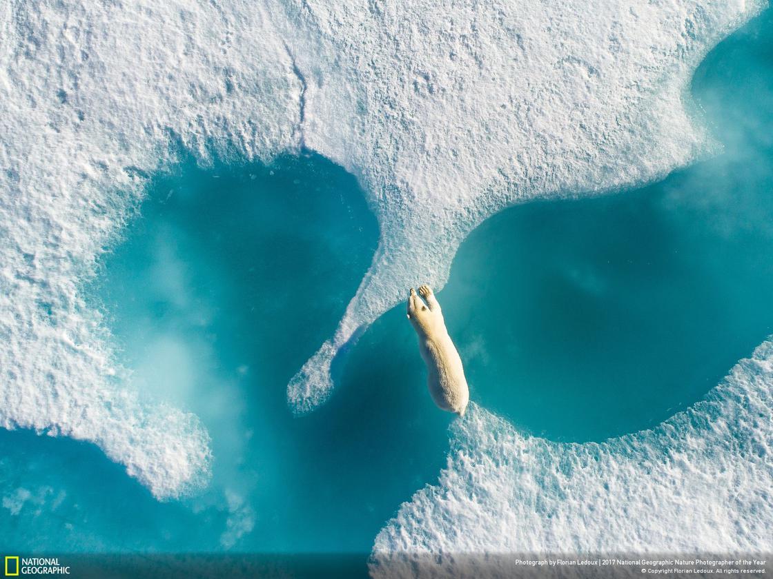 TommasoGrasso97's tweet photo. @NatGeo National Geographic "Nature Photographer Of The Year 2017" contest!https://t.co/xBkwlTgf2hWho's going to win? #florianledoux https://t.co/l4yxQhfIaR