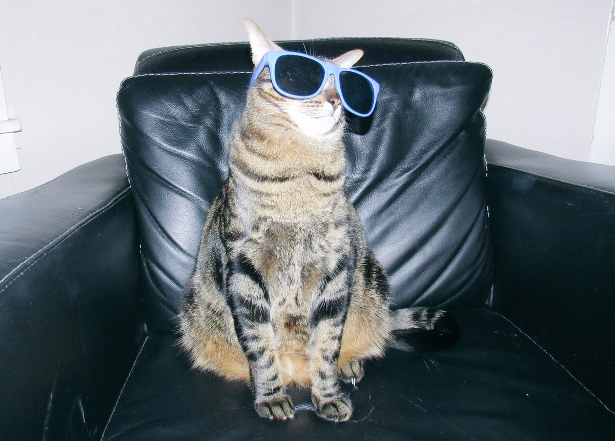 gethepictureduh's tweet photo. Came home to Oliver trying to be cool. #cats #whileiwasout https://t.co/CkYlxdGgAU