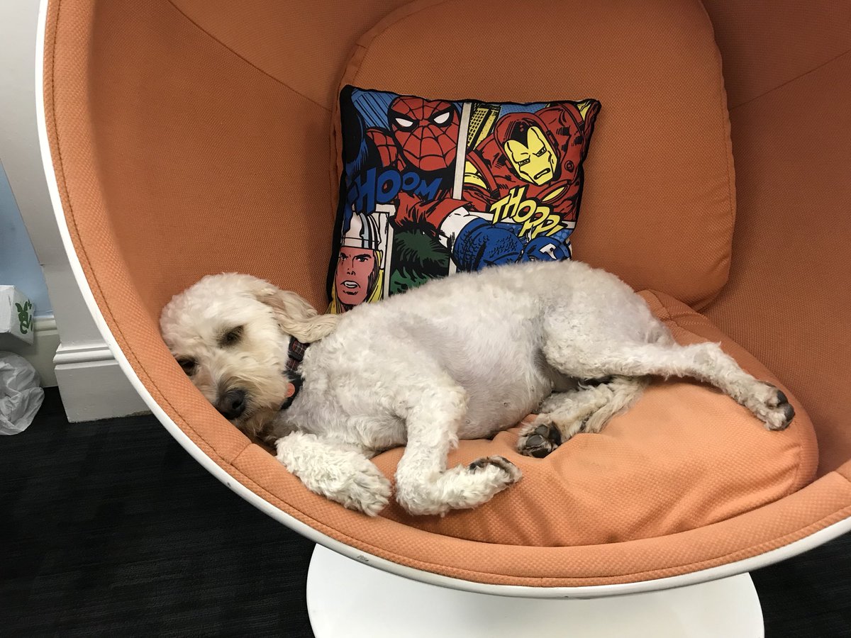 AfterDigitalUK's tweet photo. This is what happens after a team night out 😴😴😴 #dugslife #schoolnight #sleepydoodle #cannyhandleit https://t.co/3L31afvaIf