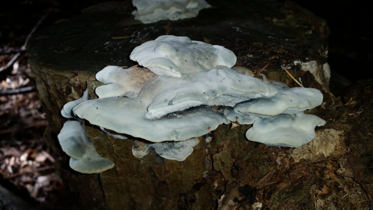 dr_norb's tweet photo. The #conifer blueing bracket #fungus  (#Postia caesia) has a felty-velvety surface and a bluish color. @BonnGardens #fungi https://t.co/eBVjuQJgxI