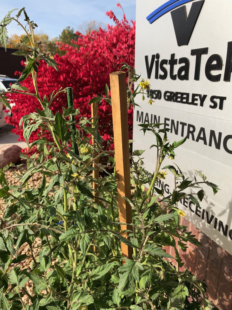 It’s late #October in MN, and our tomato plant is still going strong at VistaTek. Powered by <a href="/SelfEcoUSA/">SelfEco</a> pots!