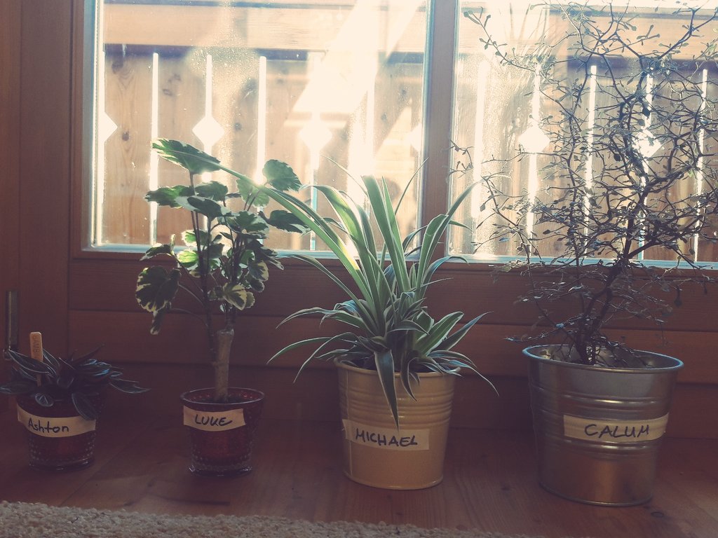 aussiecxffee's tweet photo. @5sos #5sosupdate after three months living with me 'plantsos' are still doing fine. Mike actually has been growing non stop https://t.co/hvDJEvlLWv