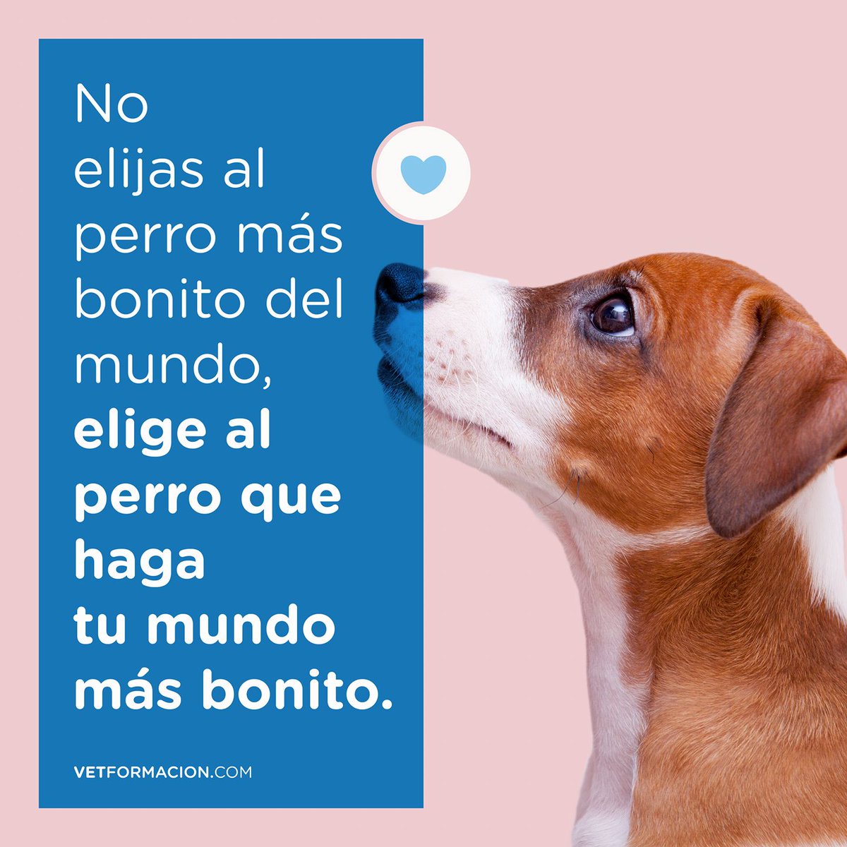 vetformacion's tweet photo. No elijas al #perro más bonito del mundo, elige al perro que haga tu mundo más bonito. https://t.co/QxWxI11GUv