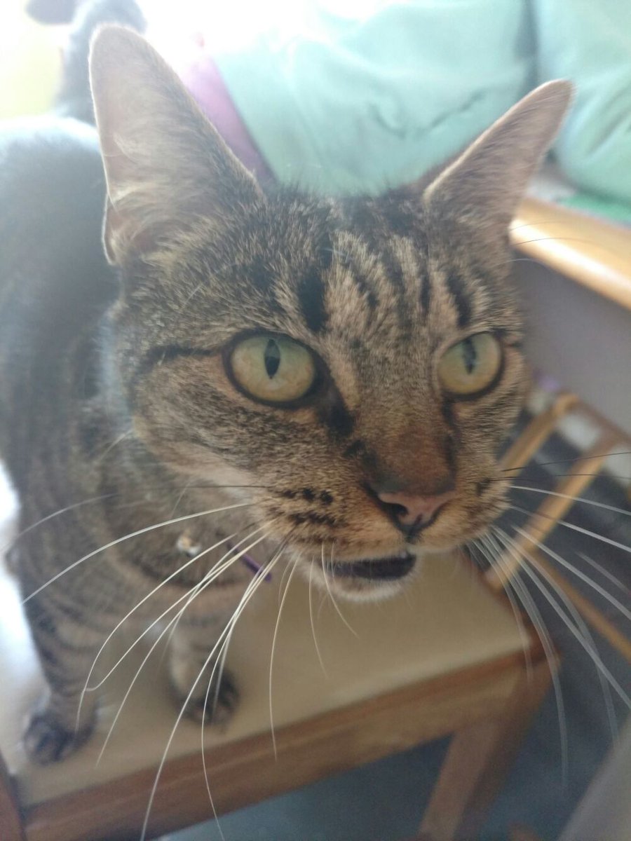 TheRealMexxxx's tweet photo. Little lynx loves her Felix goodie bag! She comes running when she hears the packet rustle!! #GotItFree #uptomischeif @PurinaUK #pickykitty https://t.co/SCYbckGm0m