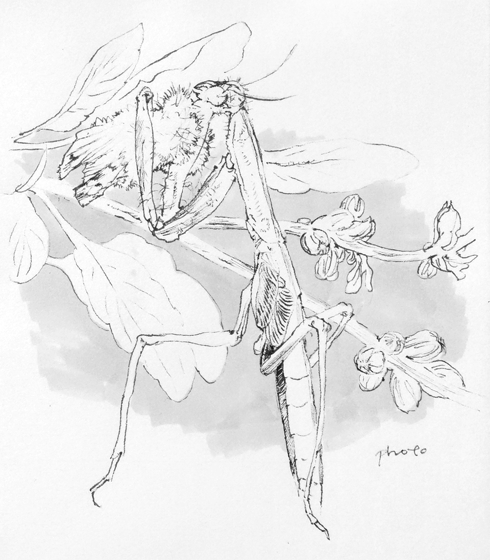#inktober day 11 