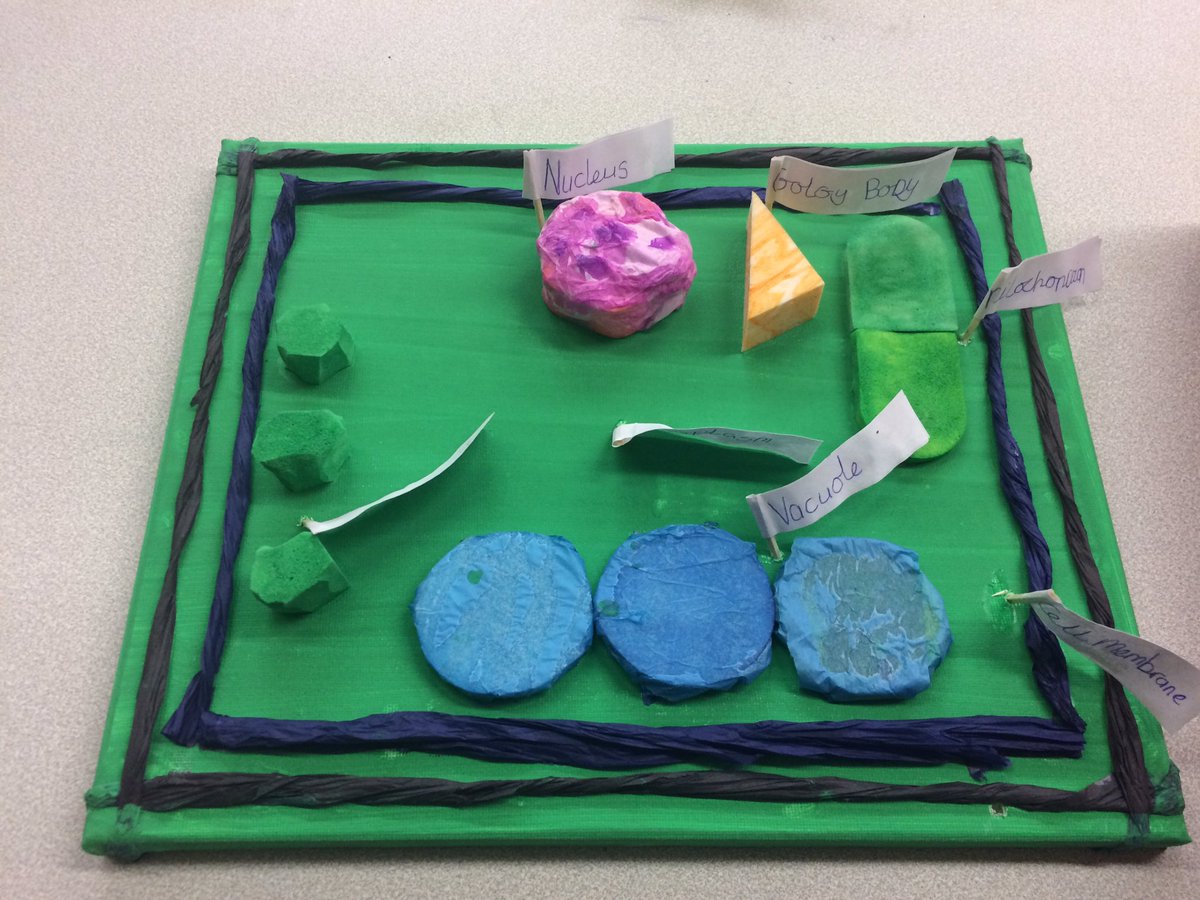 GemStandish's tweet photo. Y7 pupils cells homework #biology #modelcells #pedagoo https://t.co/JUntHbXR9Y