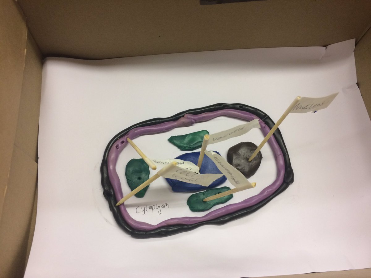 GemStandish's tweet photo. Y7 pupils cells homework #biology #modelcells #pedagoo https://t.co/JUntHbXR9Y