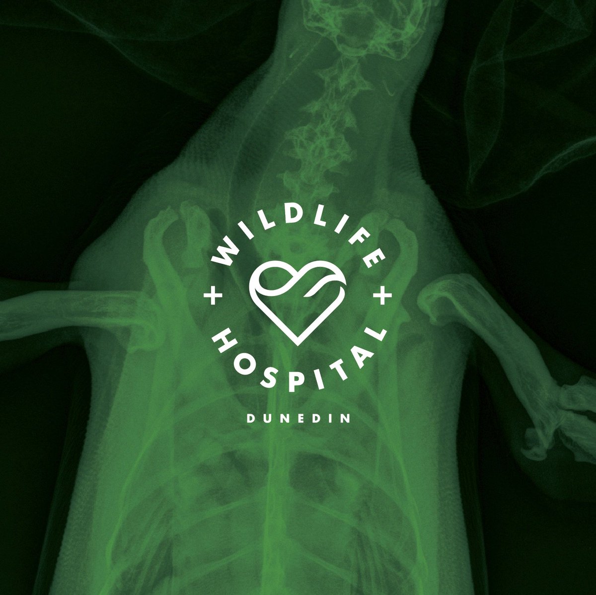 BrandAid_Design's tweet image. We have been helping these guys out. You should too. 
wildlifehospitaldunedin.org.nz/donate/