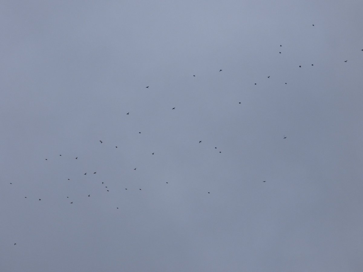 PinkfootedGus's tweet photo. The floodgates opened today &amp; it rained Redwings here outside Aberdeen. Few Fieldfare, Blackbirds &amp; Song Thrush with them. #tseeeeep #tseep https://t.co/28f2dO3nyX