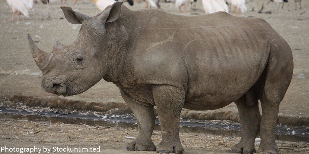 AWF_Official's tweet photo. In 2015, Africa lost 1,350 rhinos to poaching. That's nearly four every day. https://t.co/Ggj0L3TJmH https://t.co/clSoDcoGzu