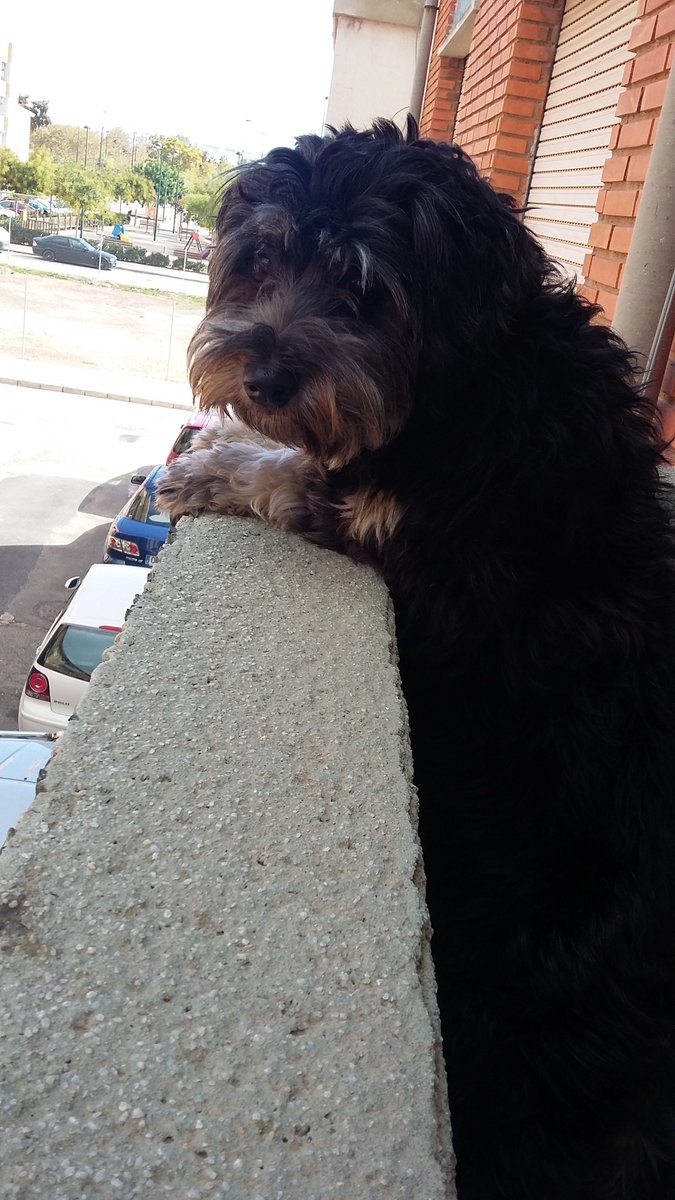 Albieight's tweet photo. Amor es Lola esperando a mi madre😍 https://t.co/sPaKmLaru1