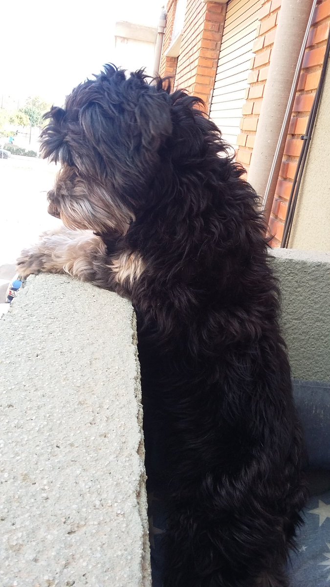 Albieight's tweet photo. Amor es Lola esperando a mi madre😍 https://t.co/sPaKmLaru1